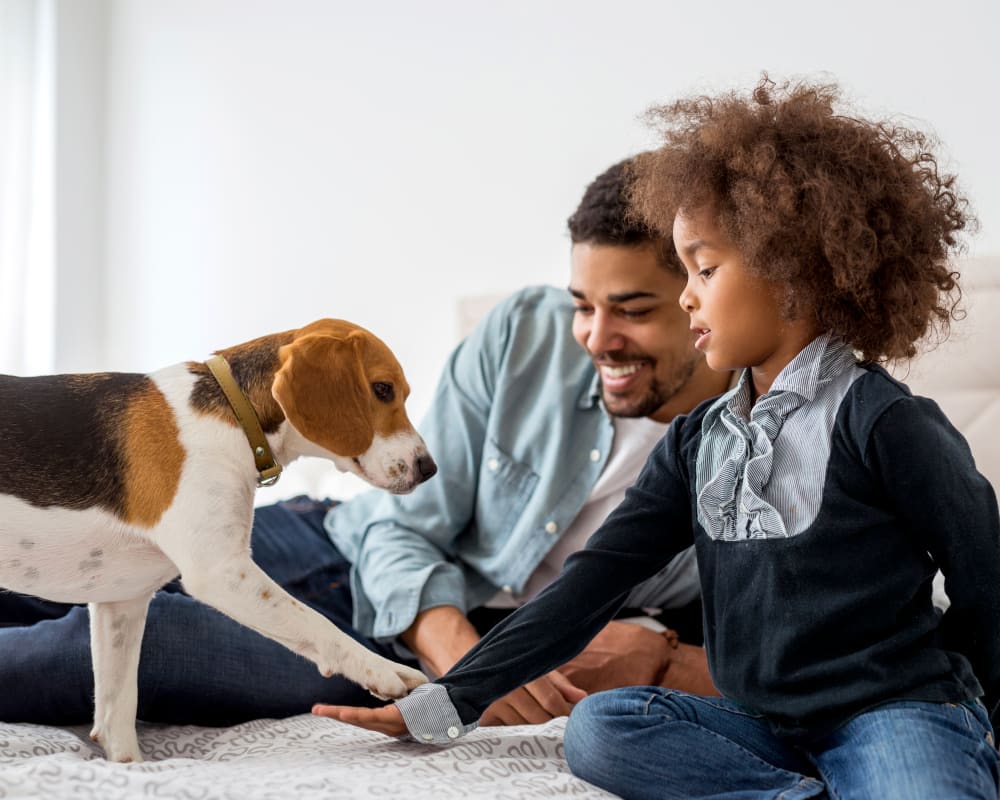 Cat & Dog Wellness Exams, Lethbridge