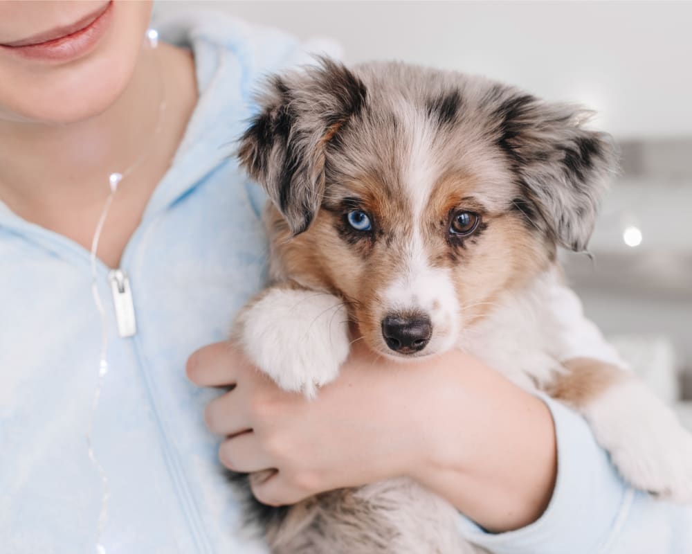 Puppies & Kittens, Lethbridge Veterinarians